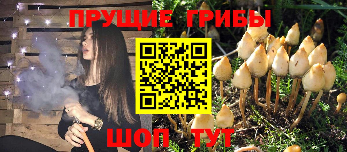 Галлюциногенные грибы прущие грибы  Галлюциногенные грибы Cubensis  Чехов  Вход с VPN 
